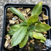 Primula hirsuta ssp. hirsuta, 8.8.21_1