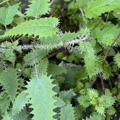Urtica ferox Ongaonga, Pflanze 1, 2.10.21_2