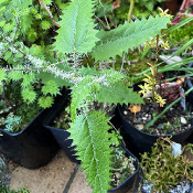 Urtica ferox Ongaonga, Pflanze 1, 2.10.21_3